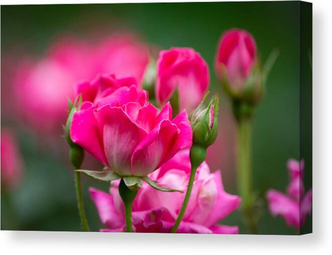 Pink Canvas Print featuring the photograph Always Comes Back to Pink by Linda Bonaccorsi
