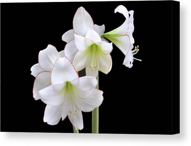 Amaryllis Canvas Print featuring the photograph Amaryllis Picotee by Terence Davis
