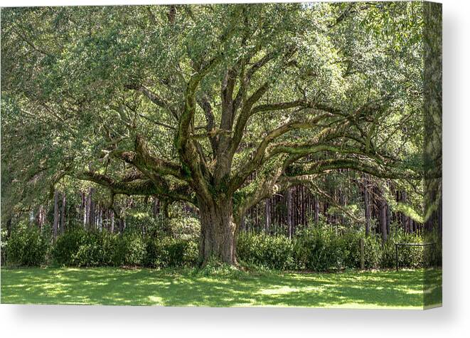 Canopy Canvas Print featuring the photograph Amazing Canopy by Debra Kewley