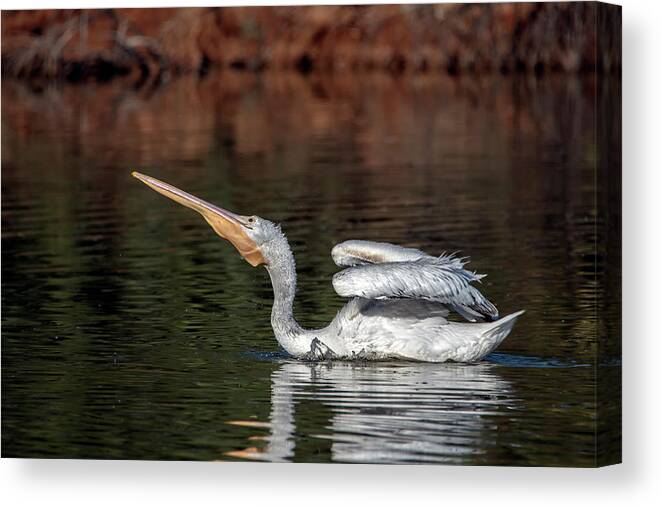 American White Pelican Canvas Print featuring the photograph Amercian White Pelican 2729-111520 by Tam Ryan