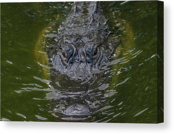 Alligator Canvas Print featuring the photograph American Alligator by Rebecca Herranen