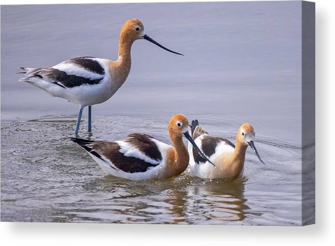  Canvas Print featuring the photograph American Avocets #2 by Carla Brennan