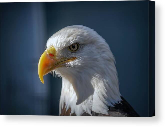 Eagle Canvas Print featuring the photograph American Bald Eagle Portrait by Susan Rydberg