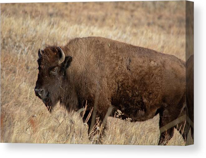 American Bison Canvas Print featuring the photograph American Bison South Dakota by Kyle Hanson