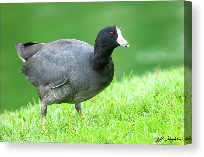 Adult Canvas Print featuring the photograph American Coot Grazing in the Grass by Jeff Goulden