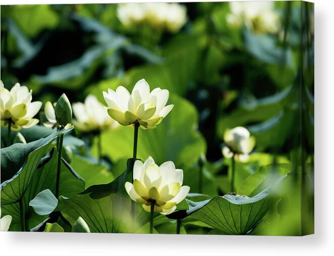 Lotus Canvas Print featuring the photograph American Lotus by Rose Guinther