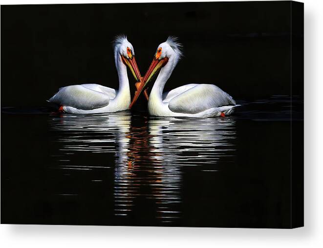 American White Pelican Canvas Print featuring the photograph American White Pelicans by Shixing Wen