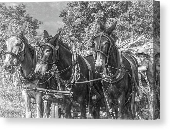 Horses Canvas Print featuring the photograph Amish Corn Harvest, Lancaster County by Marcy Wielfaert