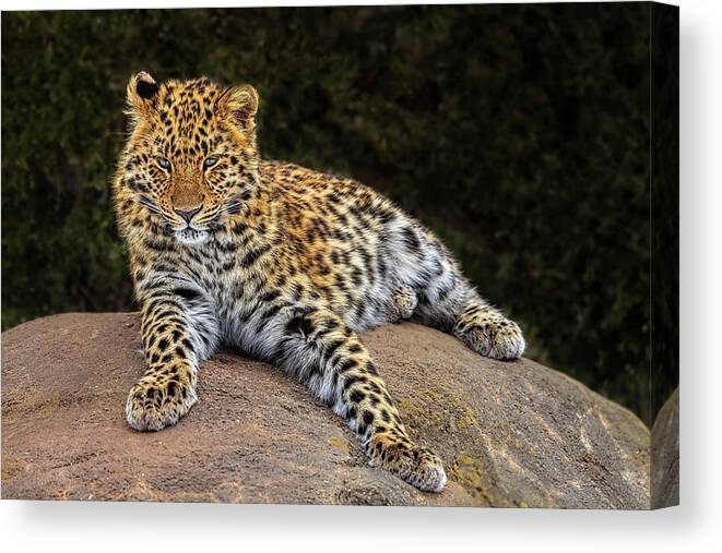 Leopard Canvas Print featuring the photograph Amur Leopard by Susan Candelario