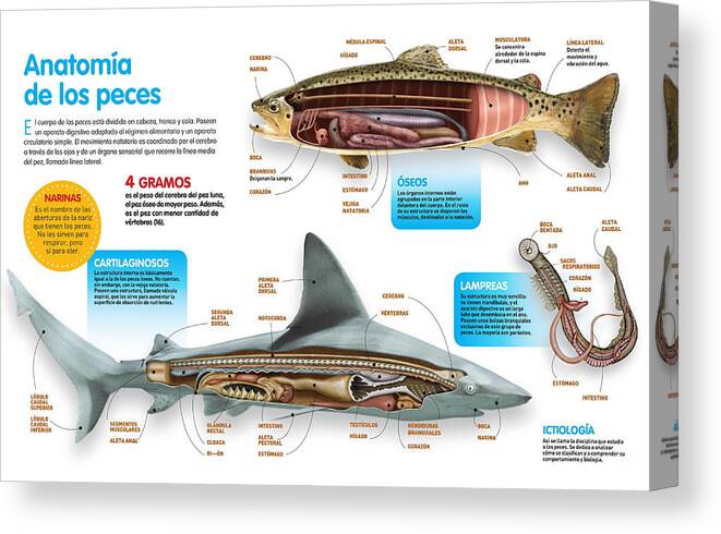 Ciencia Canvas Print featuring the digital art Anatomia de los peces by Album