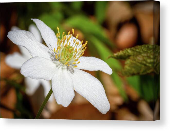 Anemone Nemorosa Canvas Print featuring the photograph Anemone nemorosa by Andreas Levi