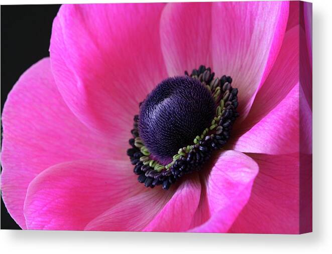 Macro Canvas Print featuring the photograph Anemone Pink by Julie Powell