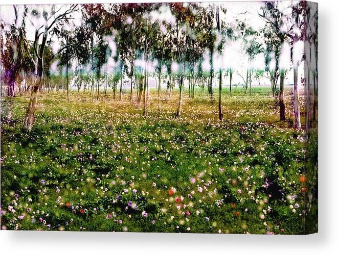 Anemones Canvas Print featuring the photograph Anemones in Megiddo 3 by Dubi Roman