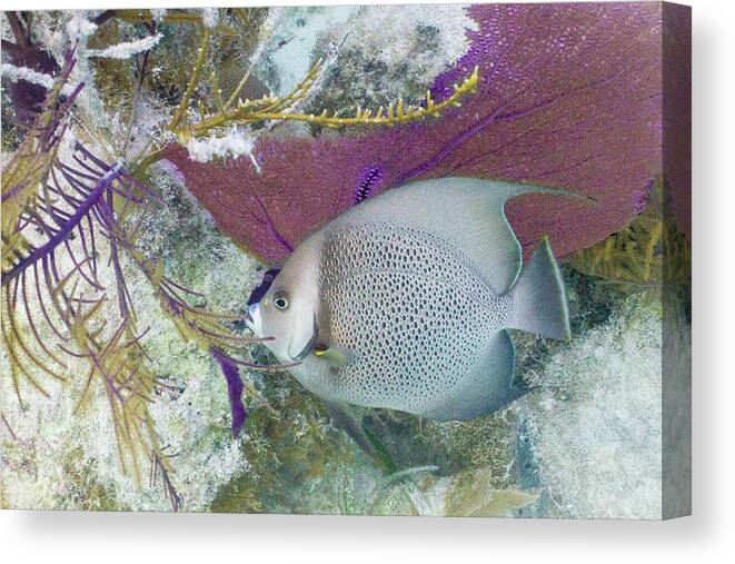 Animals Canvas Print featuring the photograph Angelic by Lynne Browne