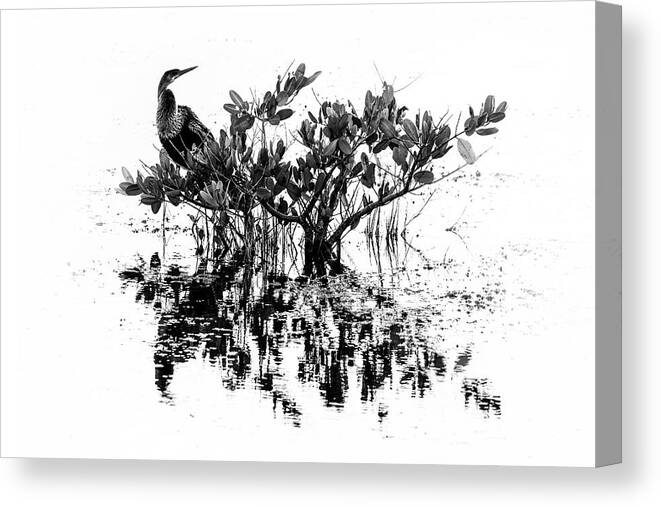 Anhinga Canvas Print featuring the photograph Anhinga 22A by Sally Fuller