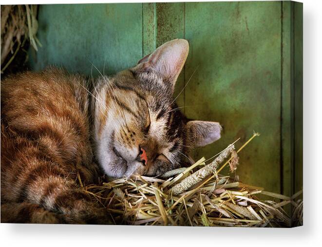 Cat Canvas Print featuring the photograph Animal - Cat - Cat nap by Mike Savad