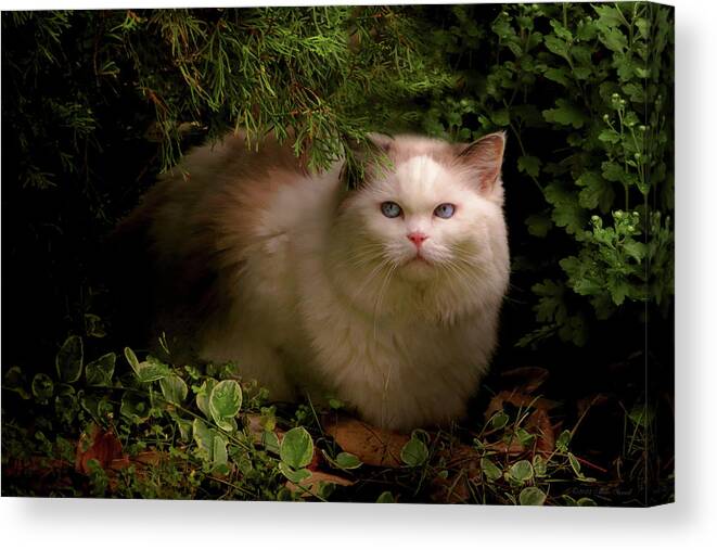 Cat Canvas Print featuring the photograph Animal - Cat - Hidden comfort by Mike Savad