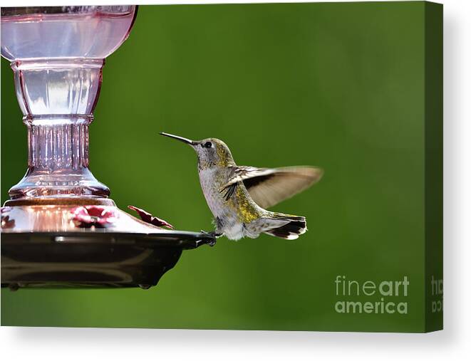 Calypte Anna Canvas Print featuring the photograph Anna's Hummingbird at Bird Feeder by Amazing Action Photo Video