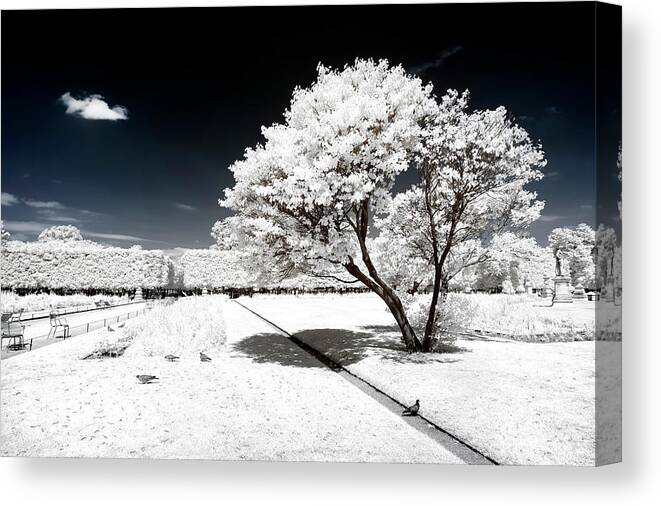Paris Canvas Print featuring the photograph Another Look - White Tree by Philippe HUGONNARD