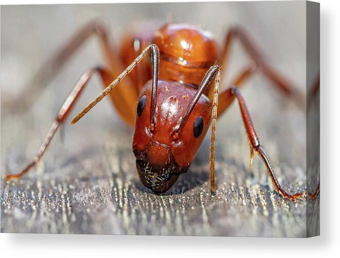 Ant Canvas Print featuring the photograph Ant by Anna Rumiantseva