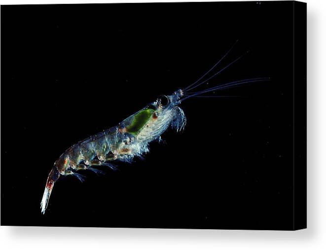 Underwater Canvas Print featuring the photograph Antarctic Krill Euphausia Superba by Chris J Gilbert
