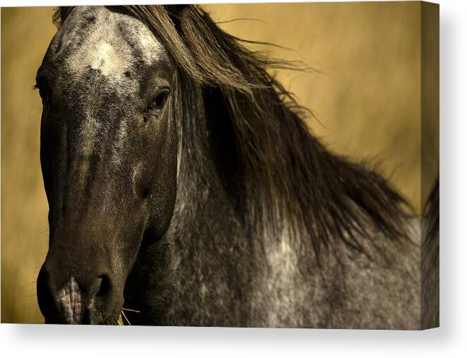 Horse Canvas Print featuring the photograph Appaloosa in the Palouse by Ed Leckert