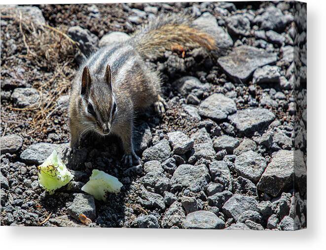 Animal Canvas Print featuring the photograph Apple Time by Steve Templeton
