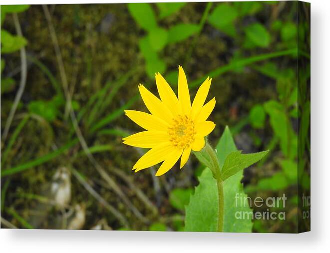 Arnica. Wildflower. Cariboo Bc Canvas Print featuring the photograph Arnica by Nicola Finch