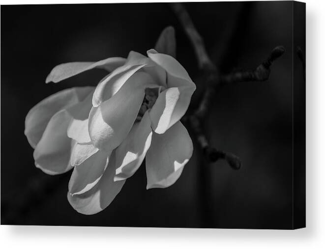 Black And White Canvas Print featuring the photograph Ask for Guidance by Kim Sowa