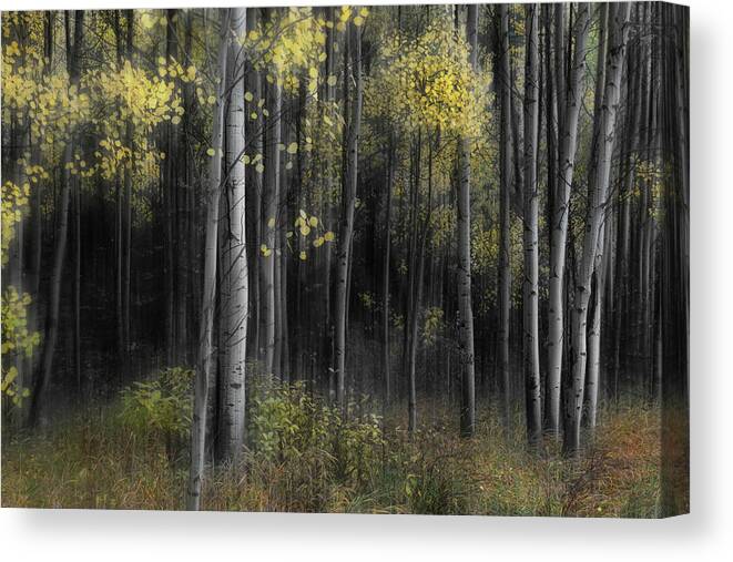 Aspen Trees Canvas Print featuring the photograph Aspen Tree Grove Into Darkness by James BO Insogna