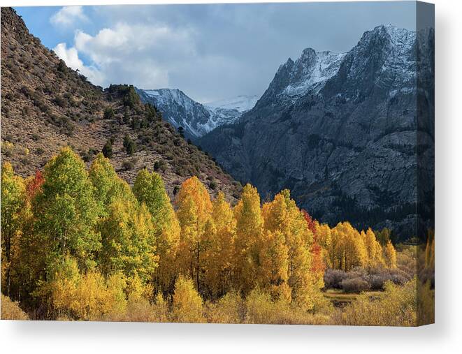 Trees Canvas Print featuring the photograph Aspen Trees In Autumn by Jonathan Nguyen