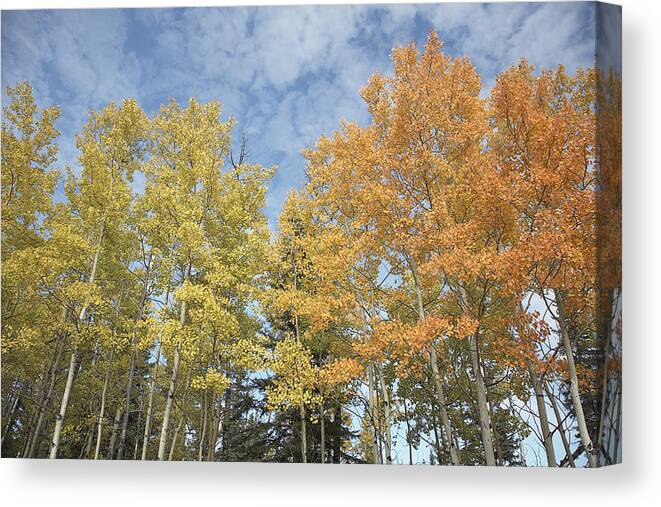 Tranquility Canvas Print featuring the photograph Aspen trees on fall day by Fancy/Veer/Corbis