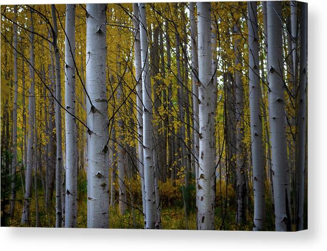 Aspen Canvas Print featuring the photograph Aspens in the Fall by Ryan Workman Photography