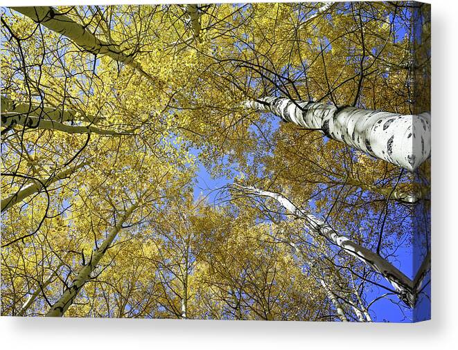 Yellow Canvas Print featuring the photograph Aspens to the Heavens by Ed Stokes