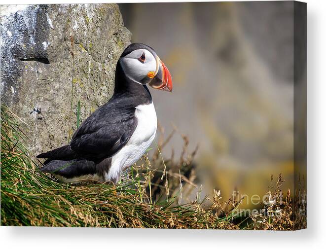 Puffin Canvas Print featuring the photograph Atlantic Puffin by Delphimages Photo Creations