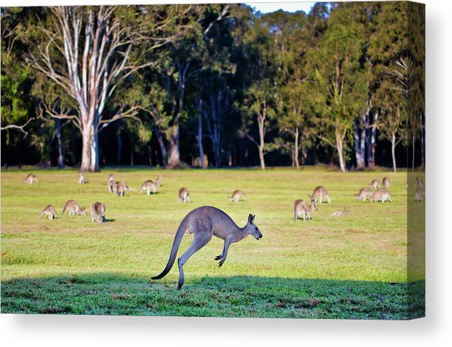 Australian Bush Kangaroo Hopping Canvas Print featuring the photograph Australian Bush Kangaroo by Az Jackson