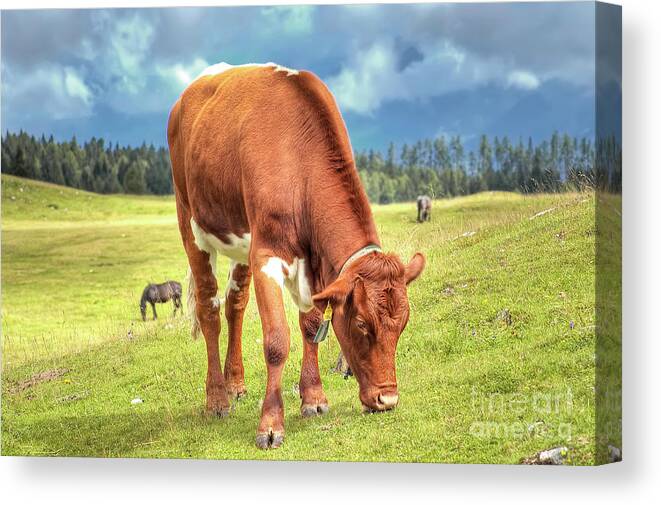 Animal Canvas Print featuring the photograph Austria Country Life - Villach Alpine Road - Carinthia - Austria by Paolo Signorini