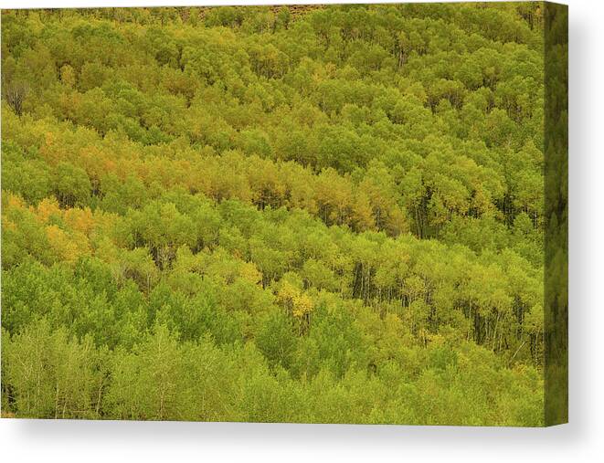 Steens Mountain Canvas Print featuring the photograph Autumn along Steens mountain by Kunal Mehra