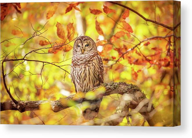 Barred Owl Canvas Print featuring the photograph Autumn Bliss by Jordan Hill