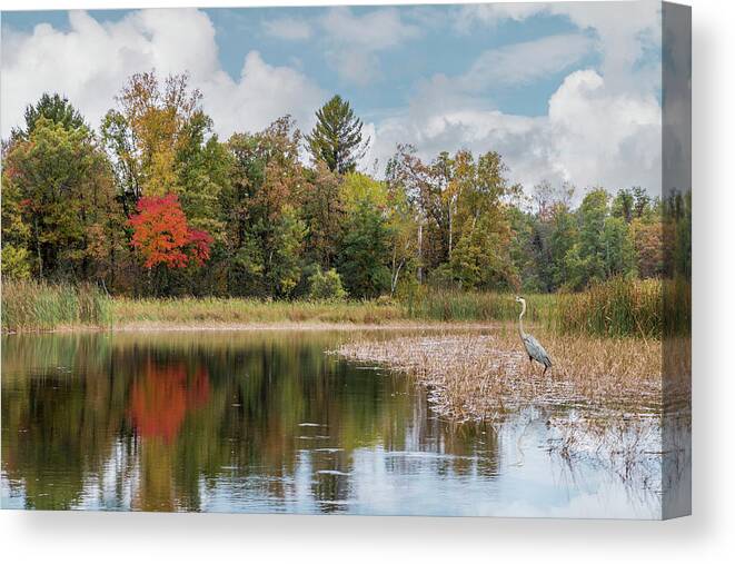 Autumn Canvas Print featuring the photograph Autumn Blue Heron by Patti Deters