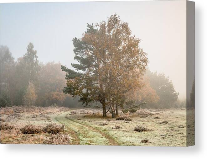 Scenics Canvas Print featuring the photograph Autumn Colors In The Mist by William Mevissen