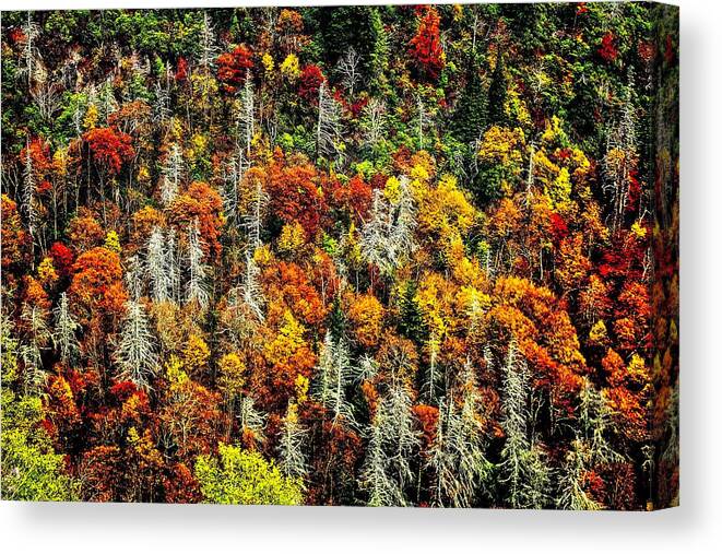 Autumn Canvas Print featuring the photograph Autumn Diversity by Allen Nice-Webb