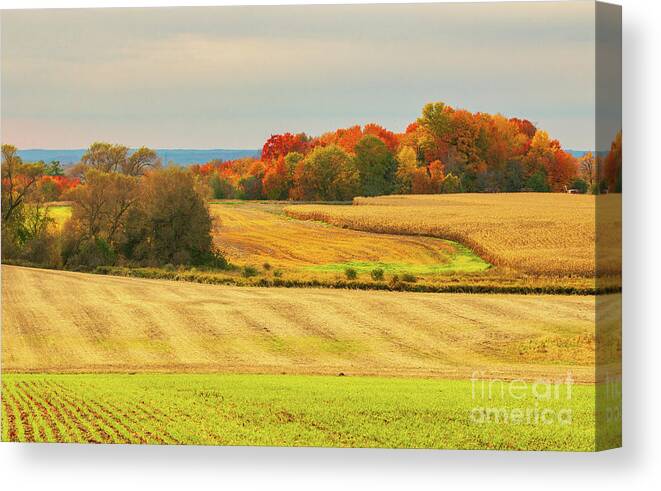 Agriculture Canvas Print featuring the photograph Autumn Farmland by Charline Xia