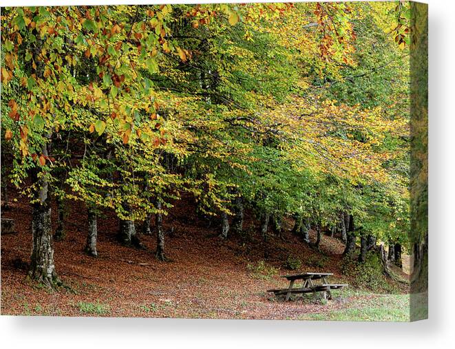 Woodland Canvas Print featuring the photograph Autumn forest parkland. View of autumn forest park with yellow leaves on trees. Fall season by Michalakis Ppalis