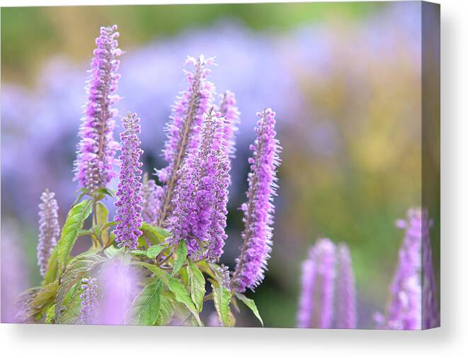 Jenny Rainbow Fine Art Photography Canvas Print featuring the photograph Autumn Garden with Purple Blooms of Chinese Mint Shrub 3 by Jenny Rainbow