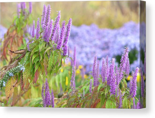Jenny Rainbow Fine Art Photography Canvas Print featuring the photograph Autumn Garden with Purple Blooms of Chinese Mint Shrub 5 by Jenny Rainbow