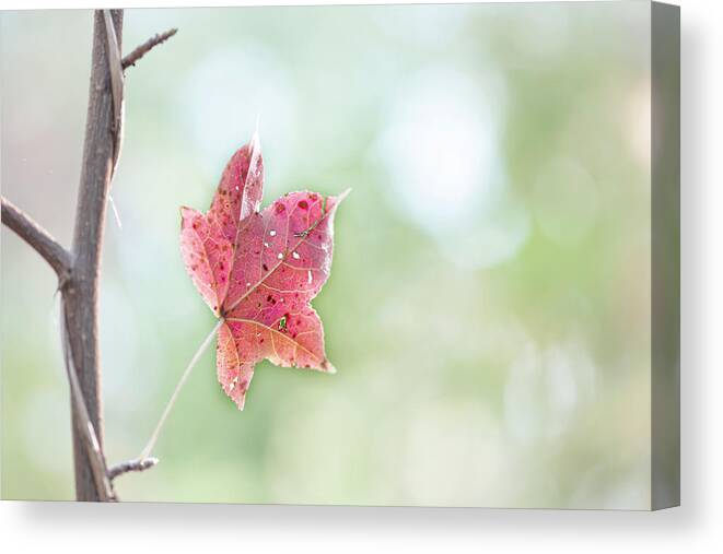 Fall Canvas Print featuring the photograph Autumn Leaf by Karen Rispin