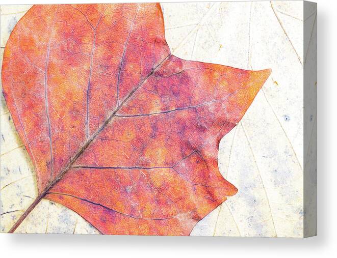Autumn Canvas Print featuring the photograph Autumn leaves composition by Viktor Wallon-Hars