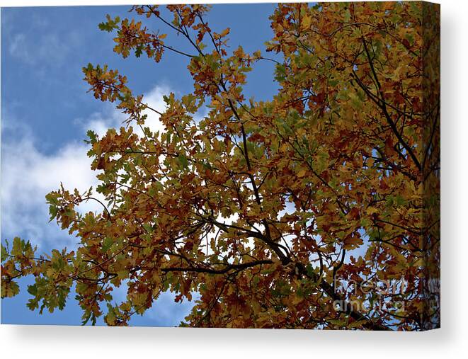 Autumn Canvas Print featuring the photograph Autumn oak foliage by Stephen Melia