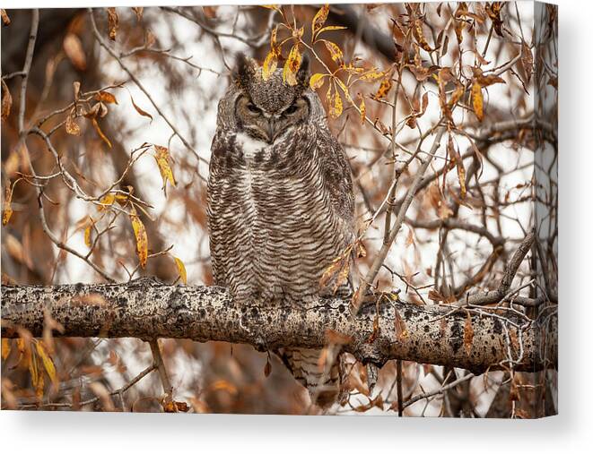 Great-horned Owl Canvas Print featuring the photograph Autumn owl by D Robert Franz